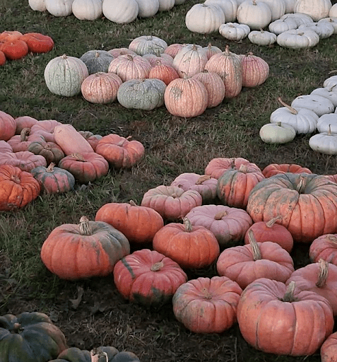 pumpkin patch