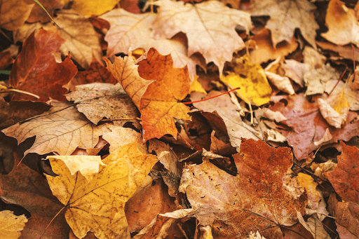 leaf pile