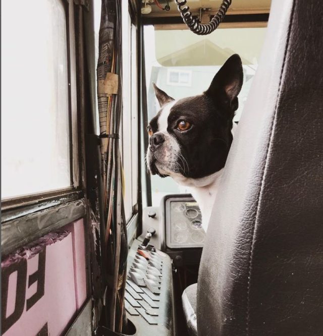 solar bus with animal