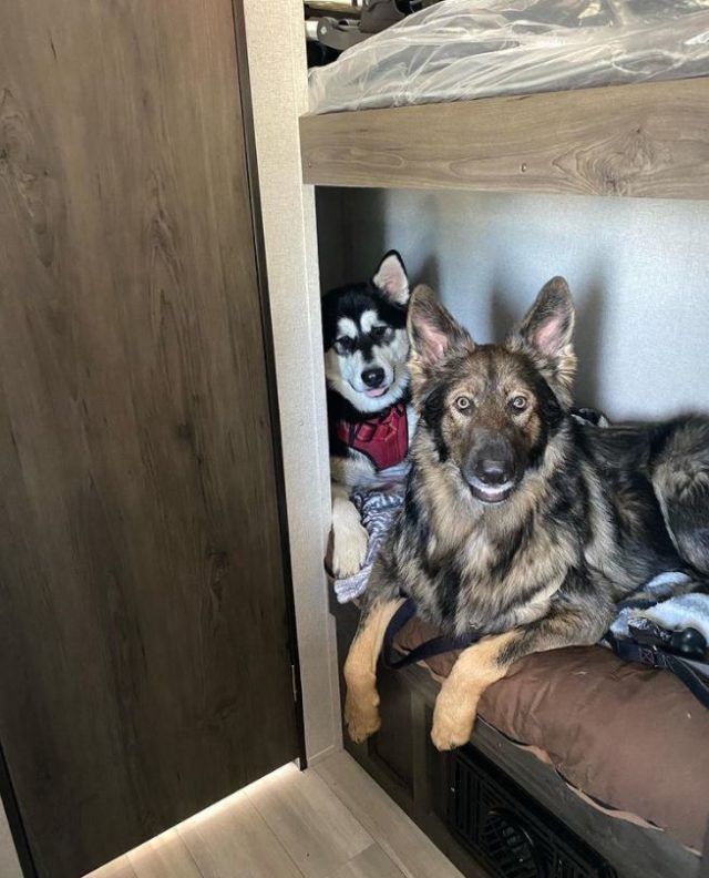 rv with dog taking bunker bed