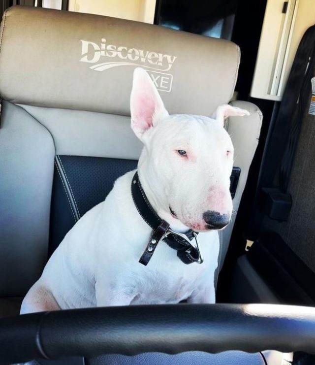 rv with dog in the driving seat