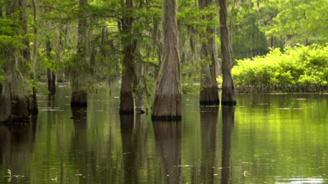 spring camping at NOLA bayous