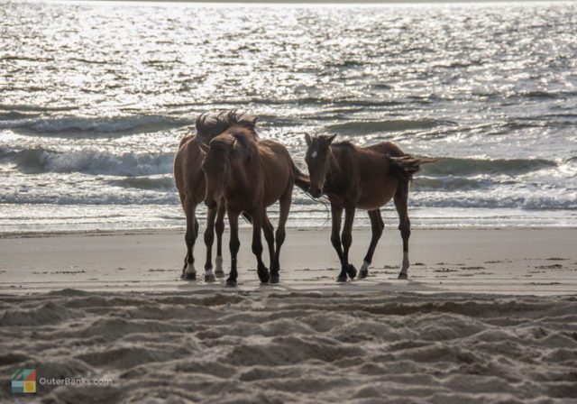 carova beach NC US