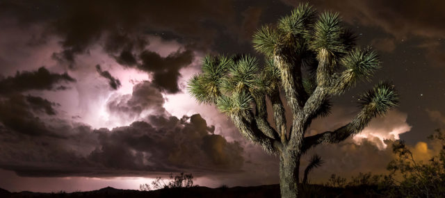 spring camping destination joshua tree